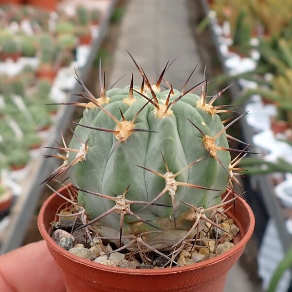 Acanthocalycium thionanthum