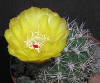 Acanthocalycium thionanthum