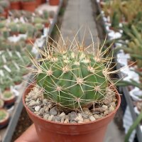 Acanthocalycium spiniflorum