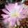 Acanthocalycium spiniflorum