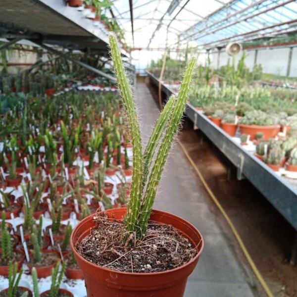 Aporophyllum-Hybr. Klothilde Nerwerk