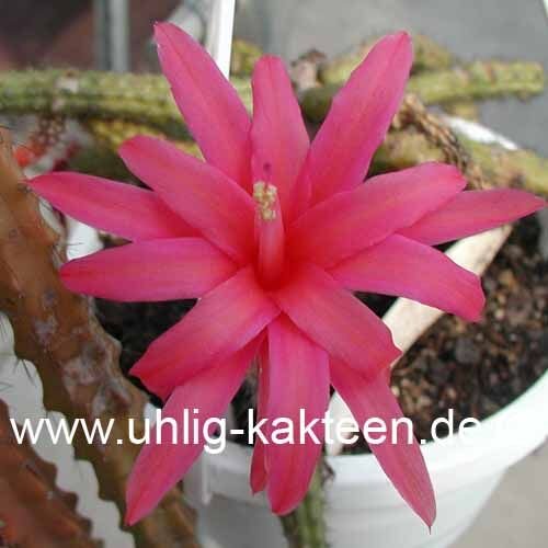 Aporophyllum-Hybr. Leptohis