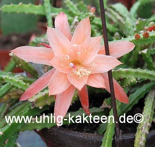 Aporophyllum-Hybr. Apricot