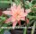 Aporophyllum-Hybr. Apricot