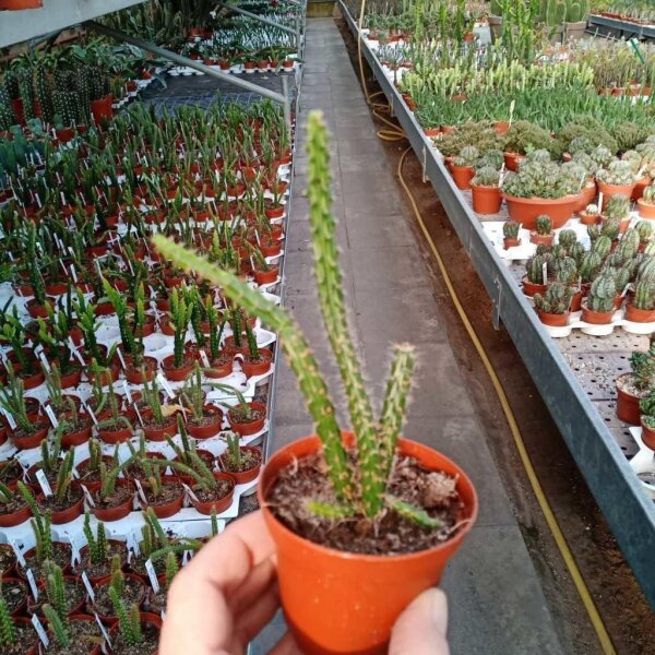 Aporophyllum-Hybr. Lilly