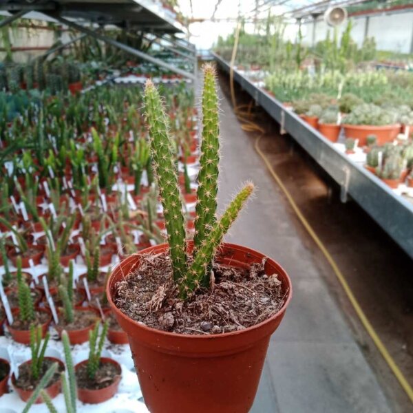 Aporophyllum-Hybr. Marcha