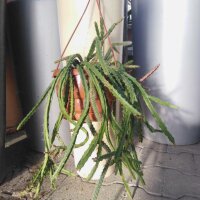 Aporophyllum-Hybr. Najla