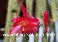 Aporocactus flagelliformis-Hybr. Rolfs Beste