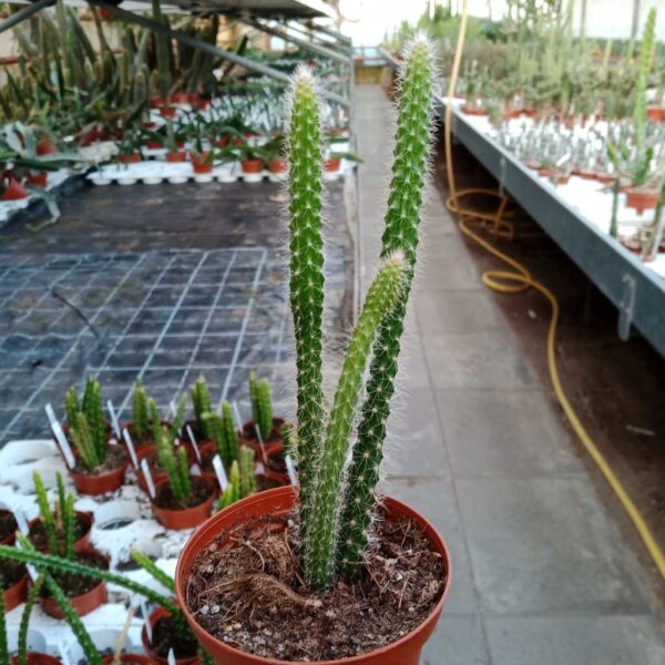 Aporocactus-Hybr. Rolfs Dicke