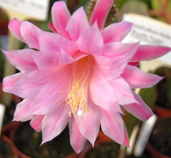 Aporophyllum-Hybr. Rosita Paetz