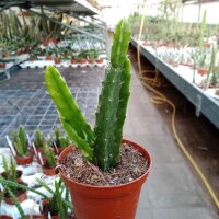Aporophyllum-Hybr. Rosita Paetz