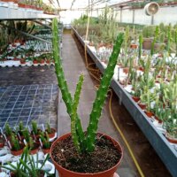 Aporophyllum-Hybr. Sabine