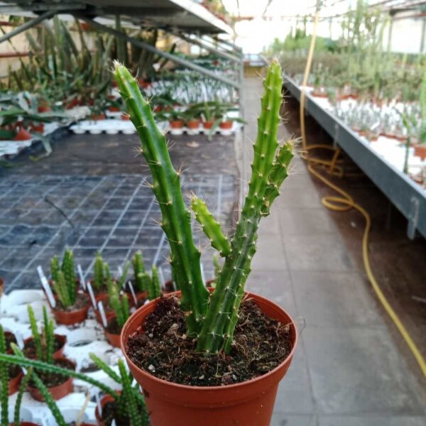 Aporophyllum-Hybr. Sussex Pink