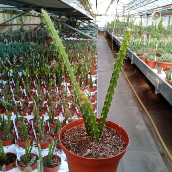 Aporophyllum-Hybr. Marsha