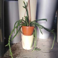 Aporophyllum-Hybr. Marsha