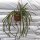 Aporophyllum-Hybr. Marsha