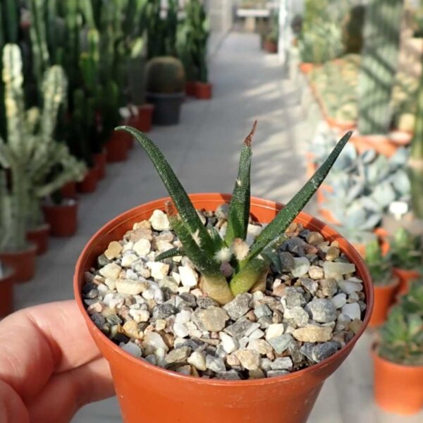 Ariocarpus agavoides CITES, not outside EU