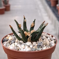 Ariocarpus agavoides CITES, not outside EU
