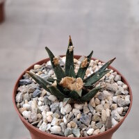 Ariocarpus agavoides CITES, not outside EU