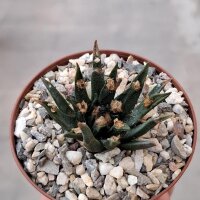 Ariocarpus agavoides CITES, not outside EU