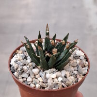 Ariocarpus agavoides CITES, not outside EU