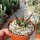 Ariocarpus agavoides CITES, not outside EU