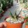 Ariocarpus agavoides CITES, not outside EU