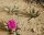 Ariocarpus agavoides CITES, not outside EU