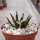 Ariocarpus agavoides CITES, not outside EU