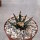 Ariocarpus agavoides CITES, not outside EU