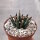 Ariocarpus agavoides CITES, not outside EU