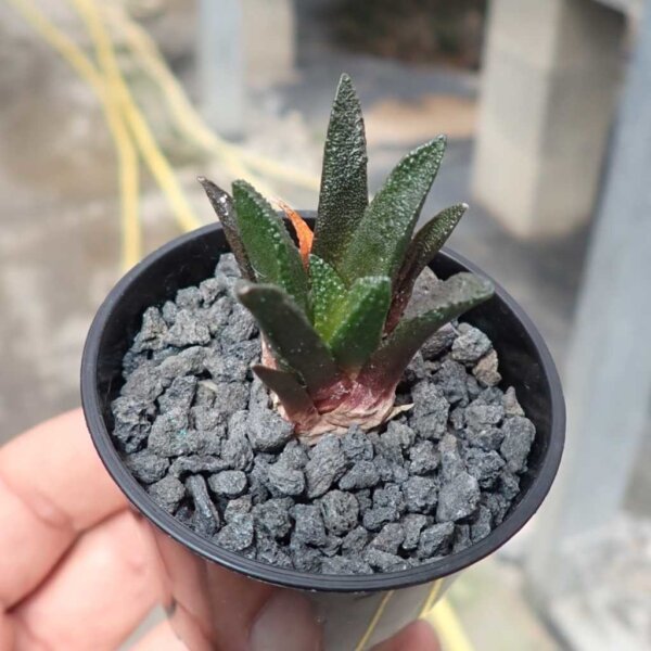 Ariocarpus bravoanus CITES, not outside EU