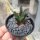 Ariocarpus bravoanus CITES, not outside EU