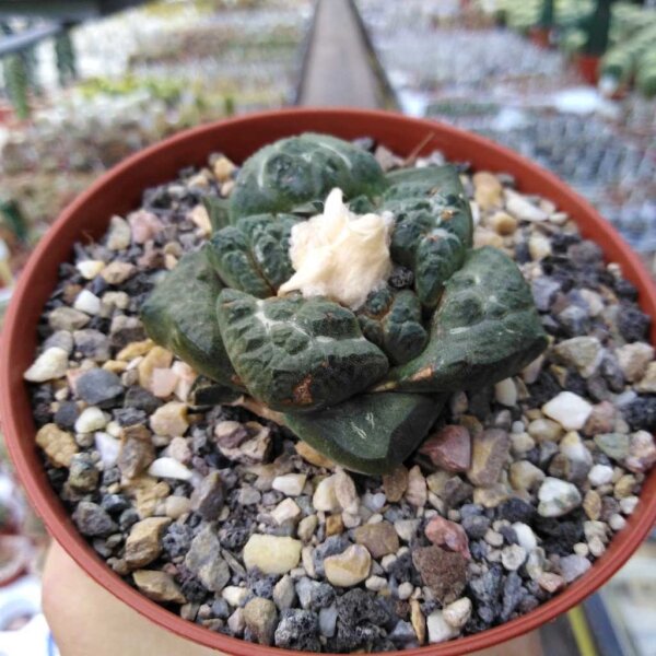 Ariocarpus bravoanus ssp. hintonii CITES, not outside EU