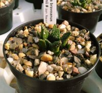 Ariocarpus bravoanus ssp. hintonii CITES, not outside EU