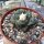 Ariocarpus bravoanus ssp. hintonii CITES, not outside EU