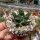 Ariocarpus bravoanus ssp. hintonii CITES, not outside EU