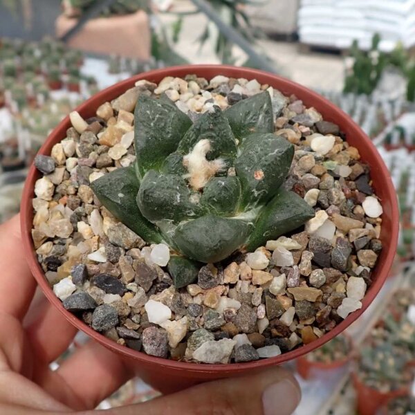 Ariocarpus fissuratus CITES, not outside EU