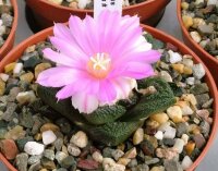 Ariocarpus fissuratus CITES, not outside EU
