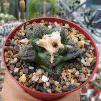 Ariocarpus fissuratus CITES, not outside EU