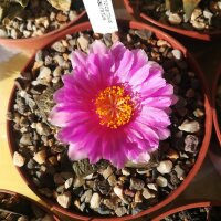 Ariocarpus fissuratus CITES, not outside EU