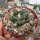 Ariocarpus fissuratus CITES, not outside EU