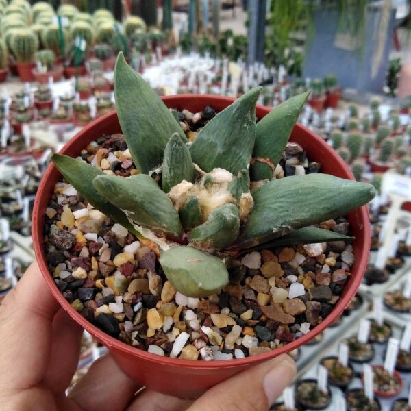 Ariocarpus spec. CITES, not outside EU
