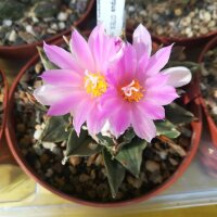Ariocarpus spec. CITES, not outside EU