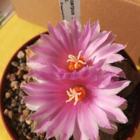 Ariocarpus spec. CITES, not outside EU