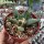 Ariocarpus spec. CITES, not outside EU