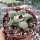 Ariocarpus spec. CITES, not outside EU