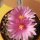 Ariocarpus spec. CITES, not outside EU