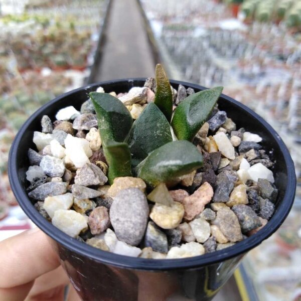 Ariocarpus fissuratus v. lloydii CITES, not outside EU