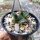 Ariocarpus fissuratus v. lloydii CITES, not outside EU